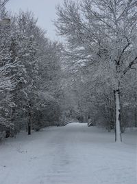 Trees on snow covered landscape