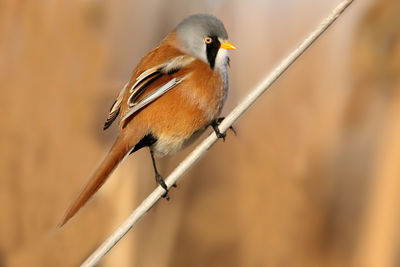 Close-up of bird perching on branch