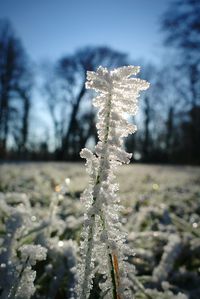 Close-up of frozen christmas tree on field against sky