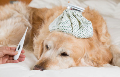 Close-up of dog lying on bed
