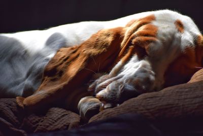 Close-up of dog sleeping on sofa