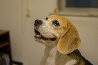 Close-up of a dog looking away