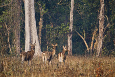 Horses in a forest