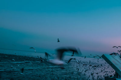 Seagulls flying over sea against sky