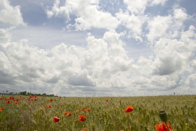 Scenic view of field against cloudy sky