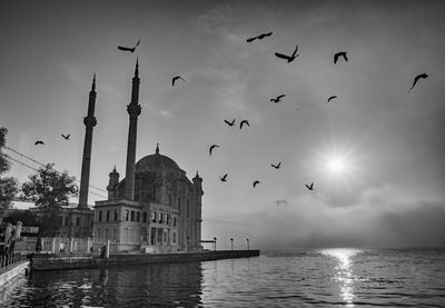 Birds flying over buildings