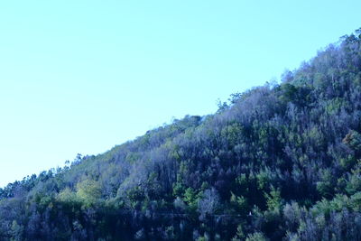 Low angle view of trees against clear blue sky