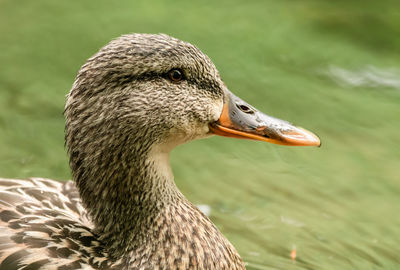 Close-up of duck swimming in lake