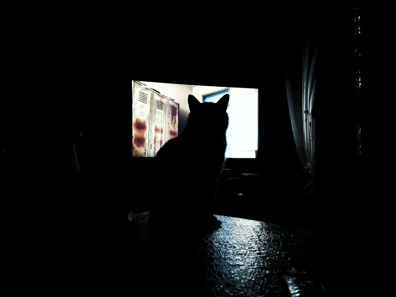 SILHOUETTE CAT ON WINDOW