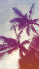 Low angle view of palm tree against sky