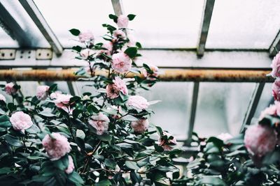 Low angle view of pink flowers blooming at greenhouse