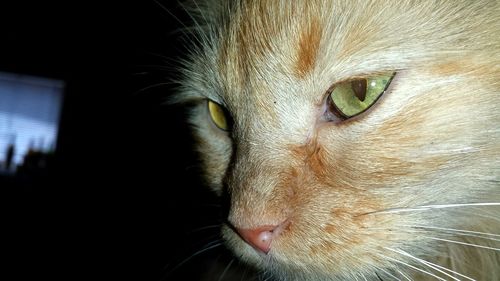 Close-up portrait of cat