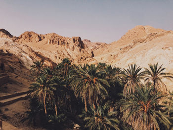 Palm trees in desert against sky