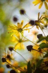 Close-up of yellow flowering plant against sky