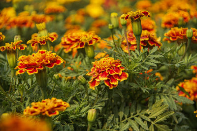 Close-up of orange flowers