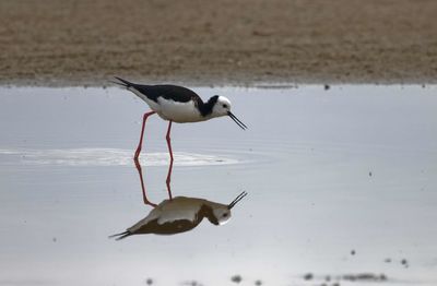 Side view of a bird on beach