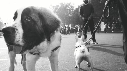 Dog looking away
