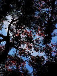 Low angle view of trees against sky