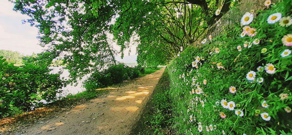 View of flowering plants by road