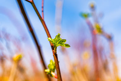 Close-up of flowering plant