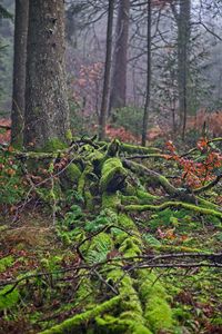 Trees growing in forest