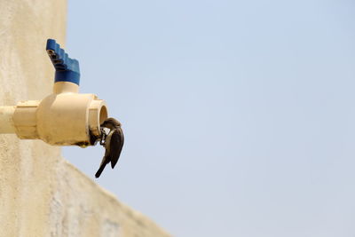 Close-up of bird perching on metal against clear sky