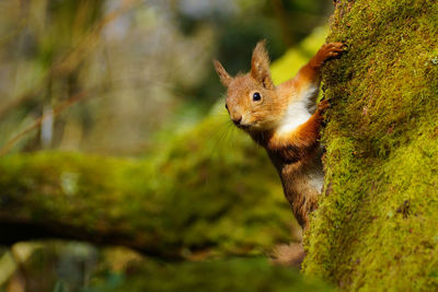 Close-up of squirrel on tree