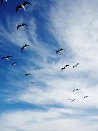 Low angle view of birds flying in sky