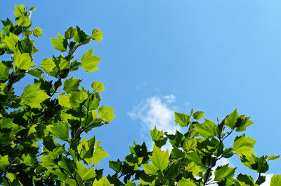 Low angle view of leaves growing on branch against sky