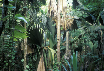 View of trees and plants growing in forest