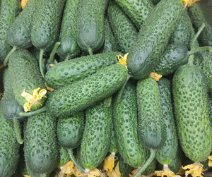 Fresh green with pimples cucumbers on the counter of the vegetable market