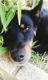 Close-up portrait of black dog lying down