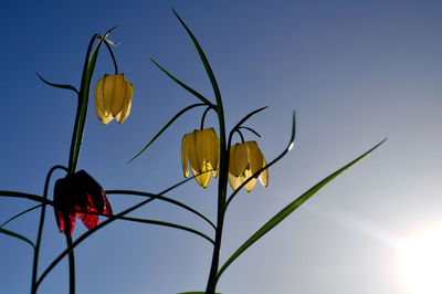Low angle view of yellow leaves against blue sky