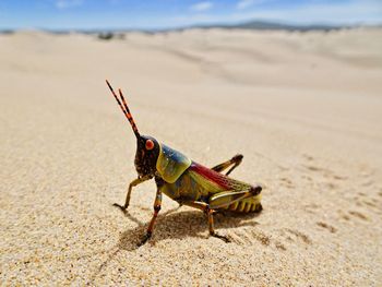 Close-up of grasshopper on sand