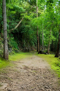 Pine trees in forest