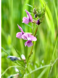 Close-up of white flowering plant