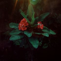 Close-up of flower growing on plant at night