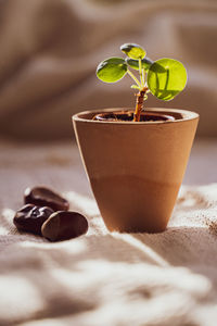 Close-up of potted plant on table