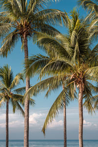 Palm tree by sea against sky