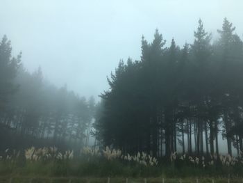 Trees in forest during foggy weather