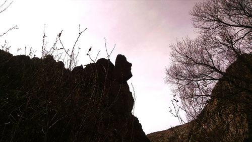 Low angle view of bare trees against sky