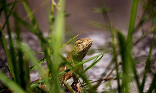 Close-up of a bird on grass