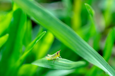 Close-up of insect on leaf