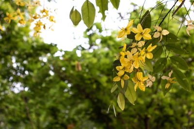 Close-up of yellow flowering plant