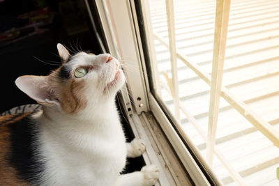 Close-up of a cat looking away