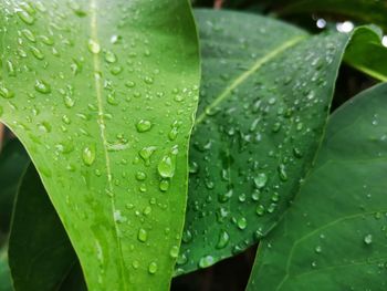 Close-up of raindrops on leaves