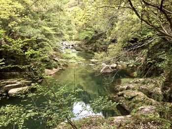 Stream amidst trees in forest