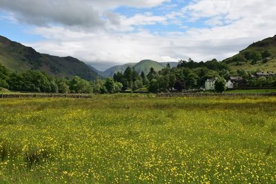 Scenic view of field against sky