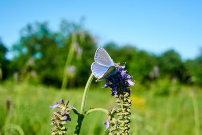 Close-up of butterfly on purple flowering plant