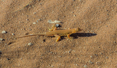 A shovel-snouted lizard in doodvlei, a valley in the red dunes of namibia